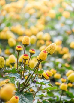 Sow Exotic Electric Daisy Toothache Plant (Spilanthes Acmella) Medicinal & Culinary Herbs 9 Sow Exotic Electric Daisy Toothache Plant (Spilanthes Acmella) Medicinal & Culinary Herbs