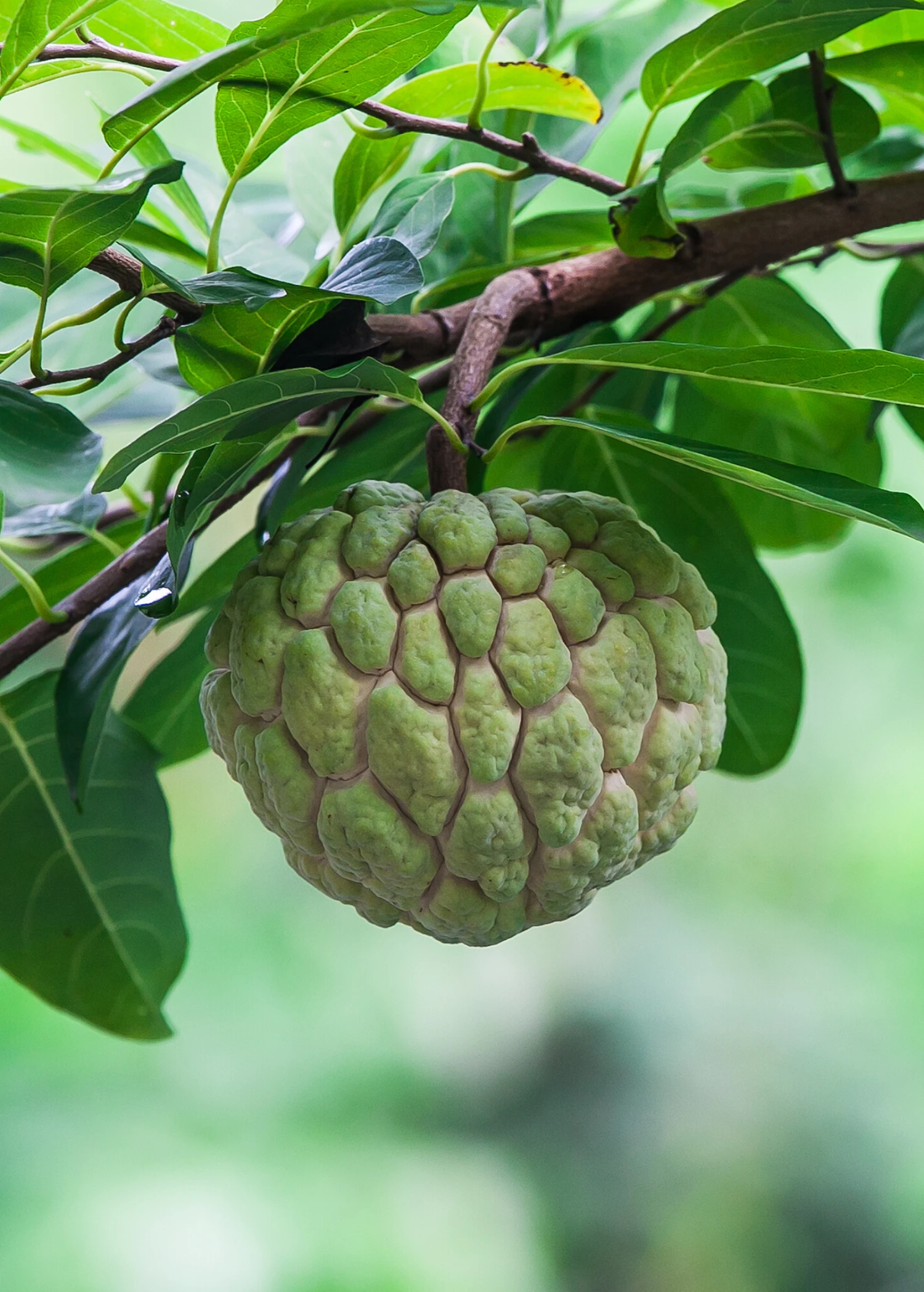 Sow Exotic Tropical Fruit & Spice Trees Sugar Apple Seedling (Annona Squamosa) 1 Sow Exotic Tropical Fruit & Spice Trees Sugar Apple Seedling (Annona Squamosa)