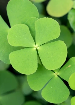 Sow Exotic Sushni (Marsilea Minuta) Medicinal & Culinary Herbs