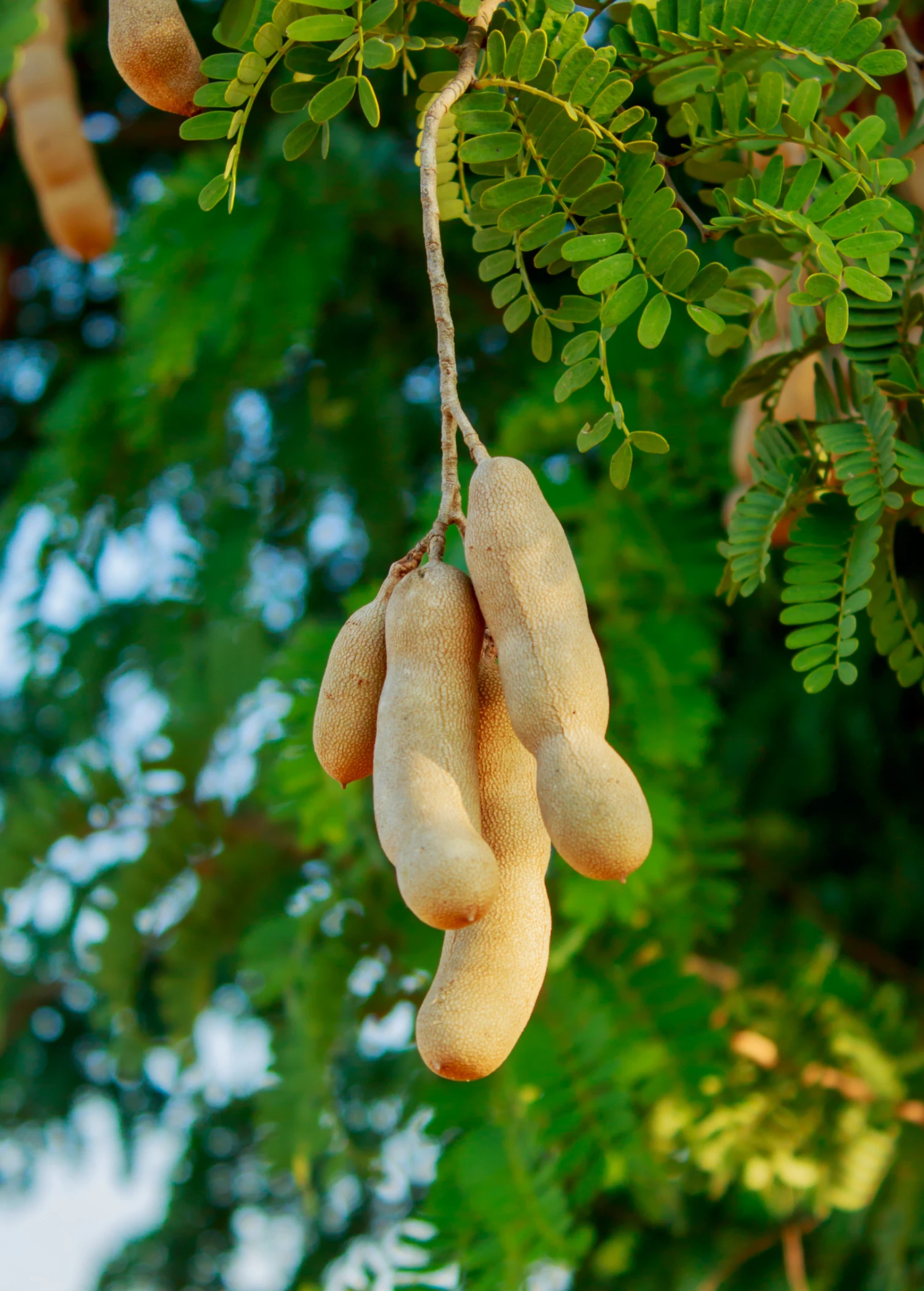 Sow Exotic Tamarind (Tamarindus Indica) Tropical Fruit & Spice Trees 3 Sow Exotic Tamarind (Tamarindus Indica) Tropical Fruit & Spice Trees