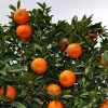 Sow Exotic Sunburst Tangerine (Citrus Reticulata) Tropical Fruit & Spice Trees