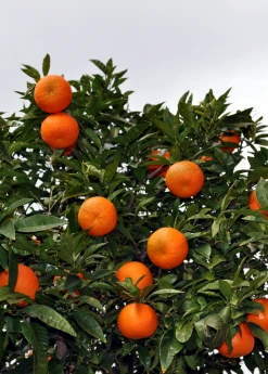 Sow Exotic Sunburst Tangerine (Citrus Reticulata) Tropical Fruit & Spice Trees