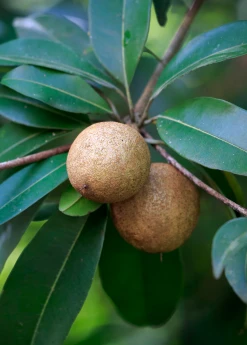 Sow Exotic Tropical Fruit & Spice Trees Mamey Sapote 'Tazumal' (Pouteria Sapota)