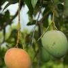 Sow Exotic Mango 'Tebow' (Mangifera Indica) Tropical Fruit & Spice Trees