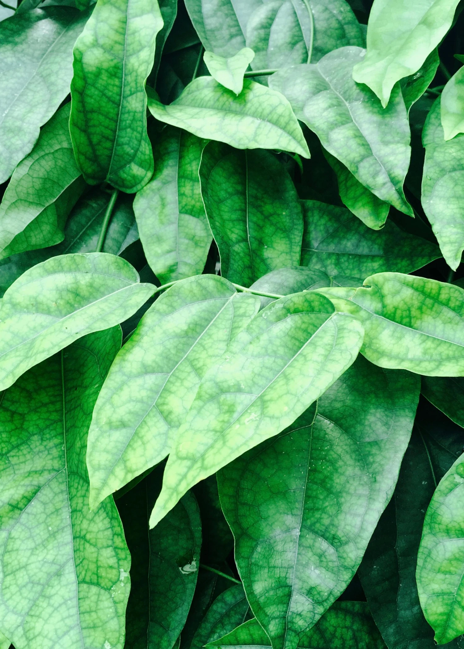 Sow Exotic Yanang, Grass Jelly Vine (Tiliacora Triandra) Medicinal & Culinary Herbs 1 Sow Exotic Yanang, Grass Jelly Vine (Tiliacora Triandra) Medicinal & Culinary Herbs