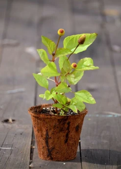 Sow Exotic Electric Daisy Toothache Plant (Spilanthes Acmella) Medicinal & Culinary Herbs 8 Sow Exotic Electric Daisy Toothache Plant (Spilanthes Acmella) Medicinal & Culinary Herbs