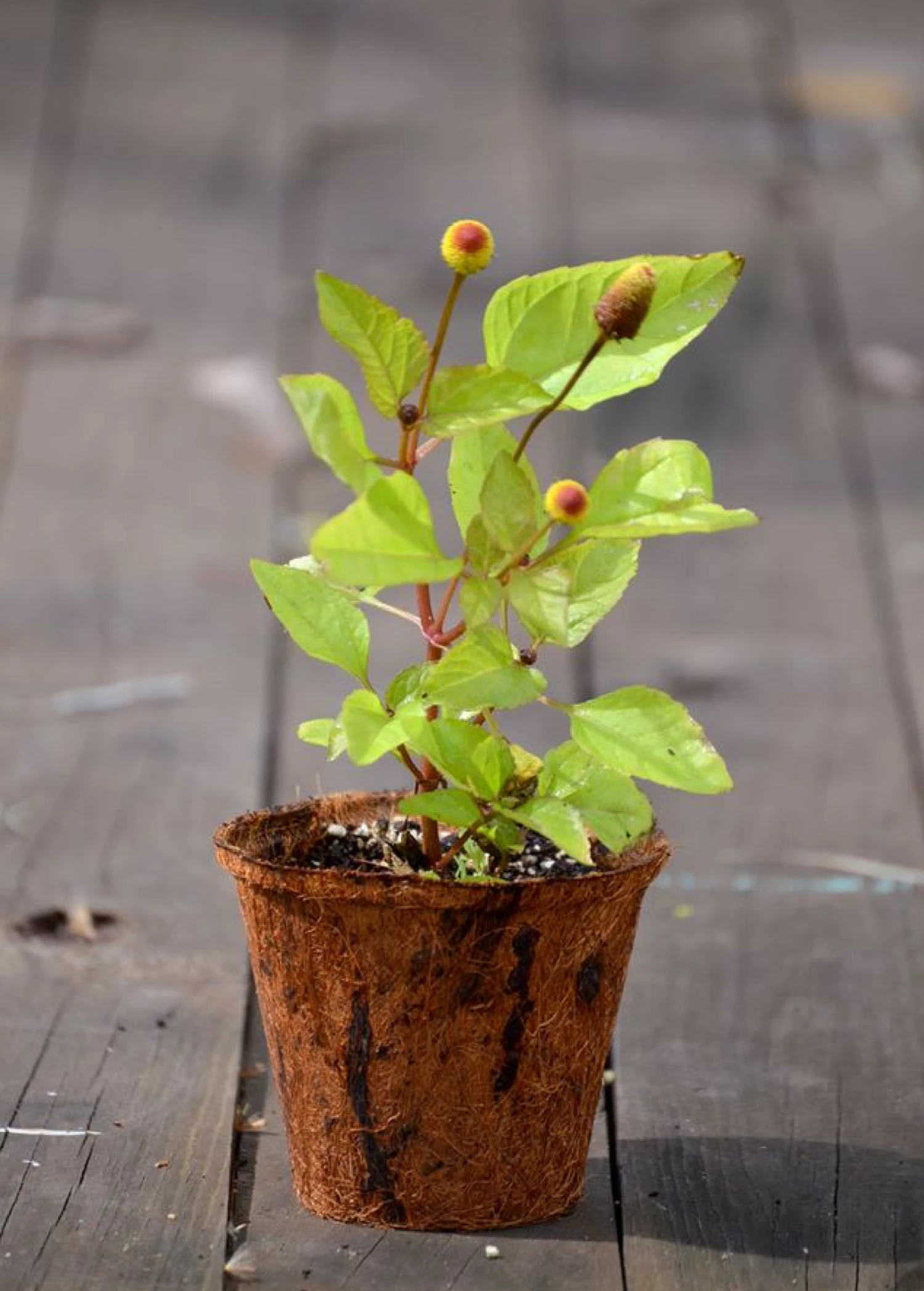 Sow Exotic Electric Daisy Toothache Plant (Spilanthes Acmella) Medicinal & Culinary Herbs 4 Sow Exotic Electric Daisy Toothache Plant (Spilanthes Acmella) Medicinal & Culinary Herbs