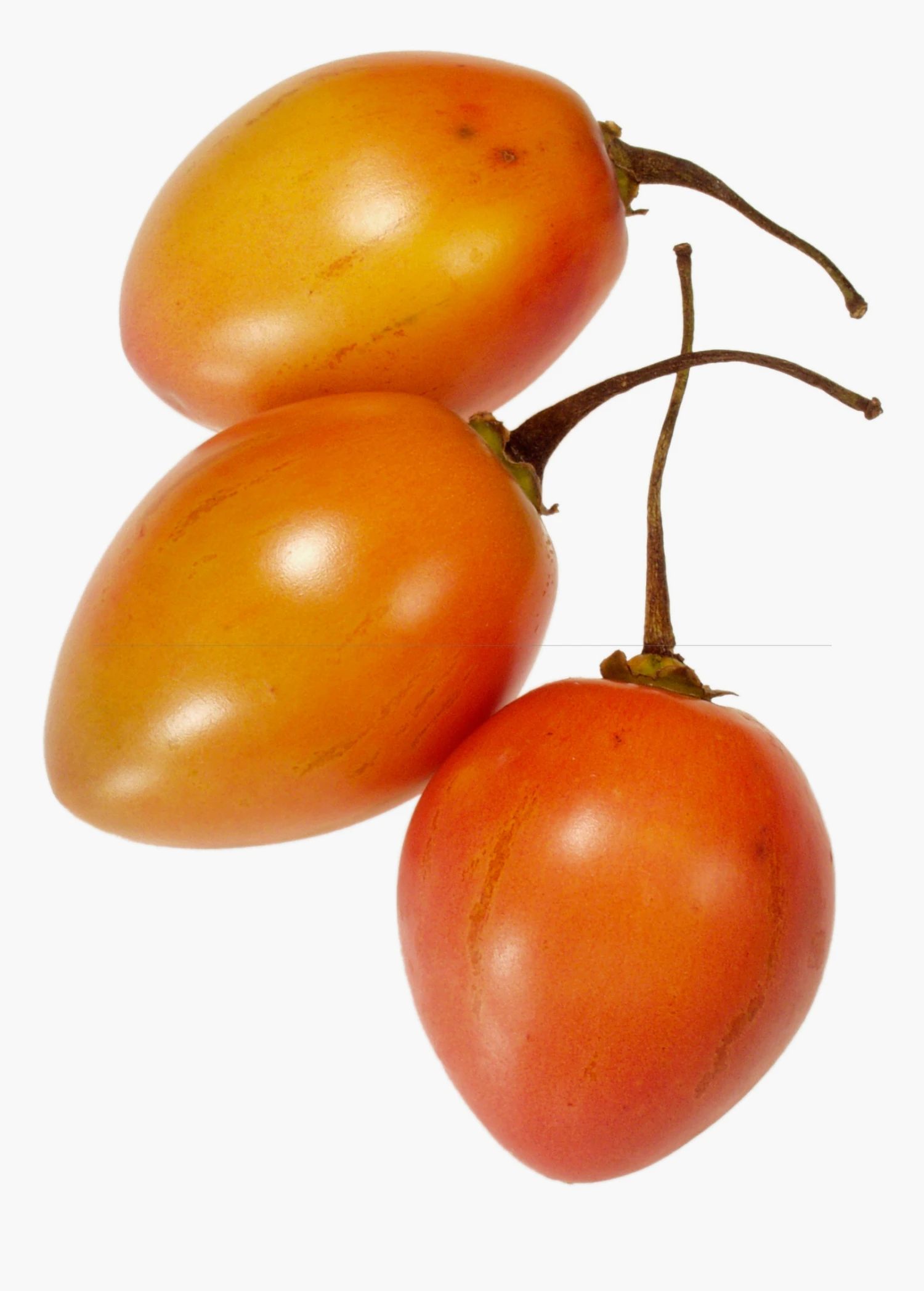 Sow Exotic Rare Fruiting Plants Tree Tomato, Orange (Cyphomandra Betaceae) 1 Sow Exotic Rare Fruiting Plants Tree Tomato, Orange (Cyphomandra Betaceae)