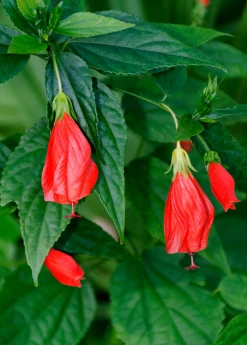 Sow Exotic Turk's Cap (Malvaviscus Arboreus)