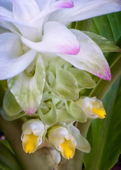 Sow Exotic Turmeric, Orange (Curcuma Longa) Medicinal & Culinary Herbs