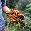 Sow Exotic Turmeric, Orange (Curcuma Longa) Medicinal & Culinary Herbs