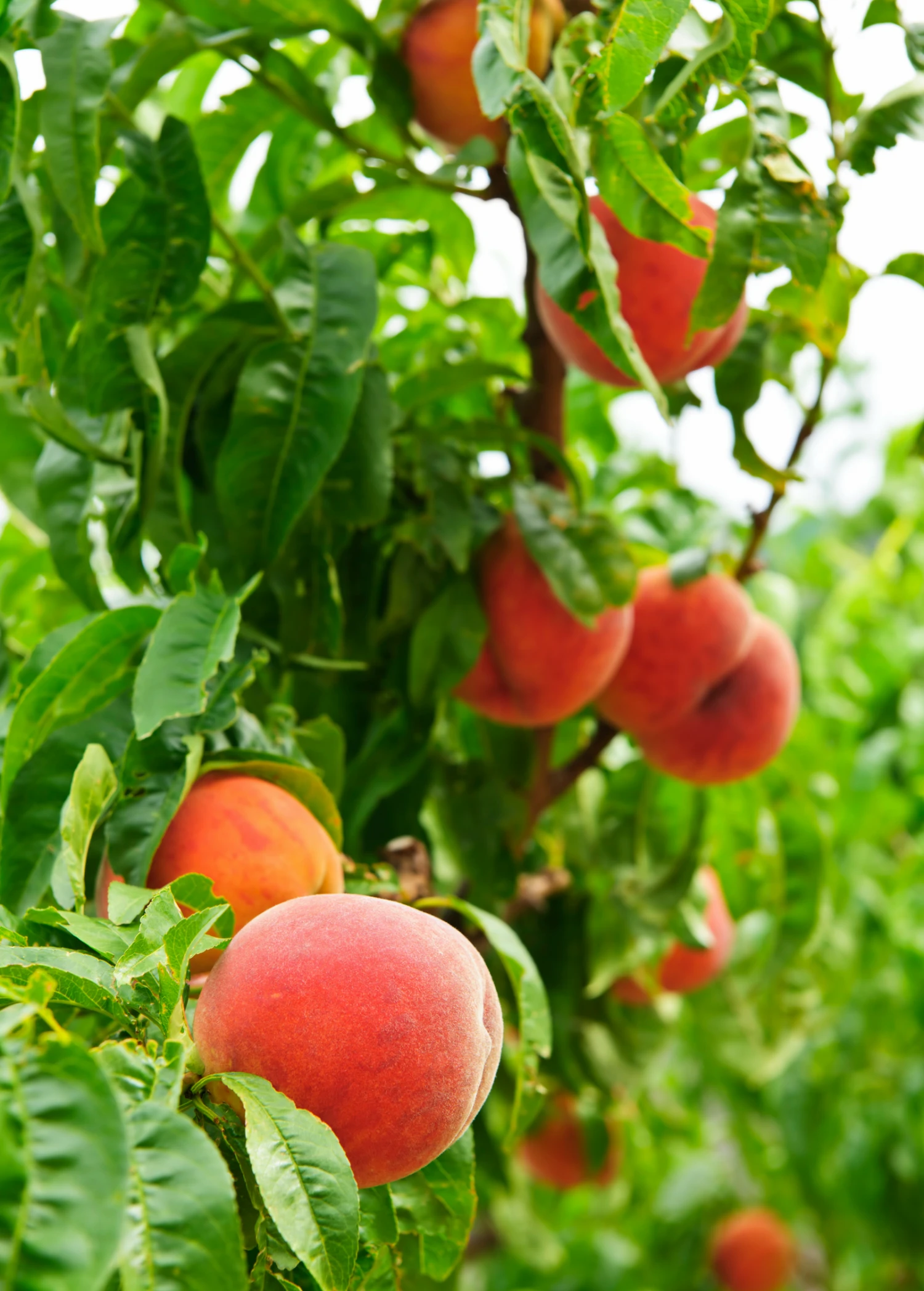 Sow Exotic Tropical Fruit & Spice Trees Peach 'UF Best' (Prunus Persica) 1 Sow Exotic Tropical Fruit & Spice Trees Peach 'UF Best' (Prunus Persica)