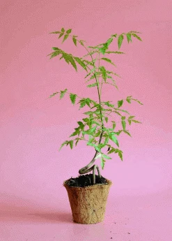 Sow Exotic Plants Of India Bundle ???????? New Arrivals