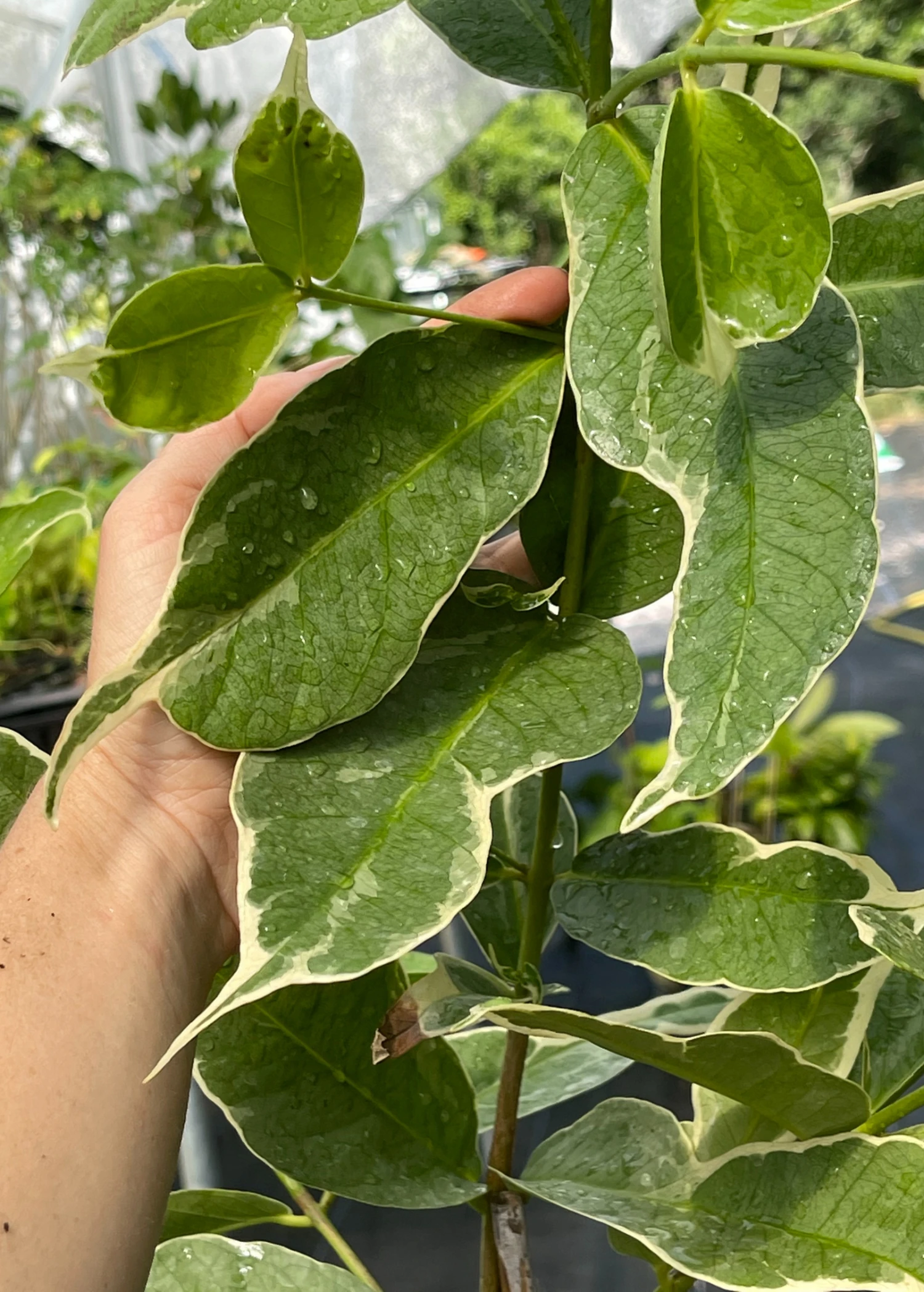 Sow Exotic Tropical Fruit & Spice Trees Malay Apple, Variegated (Syzygium Malaccense) 1 Sow Exotic Tropical Fruit & Spice Trees Malay Apple, Variegated (Syzygium Malaccense)