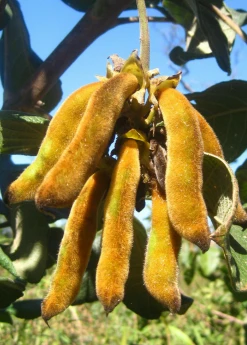 Sow Exotic Medicinal & Culinary Herbs Velvet Bean (Mucuna Pruriens)