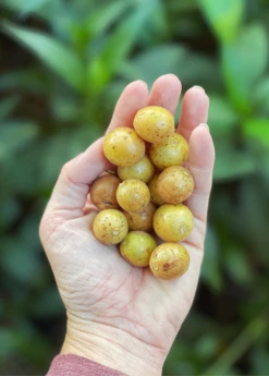 Sow Exotic Wampee (Clausena Lansium) Tropical Fruit & Spice Trees