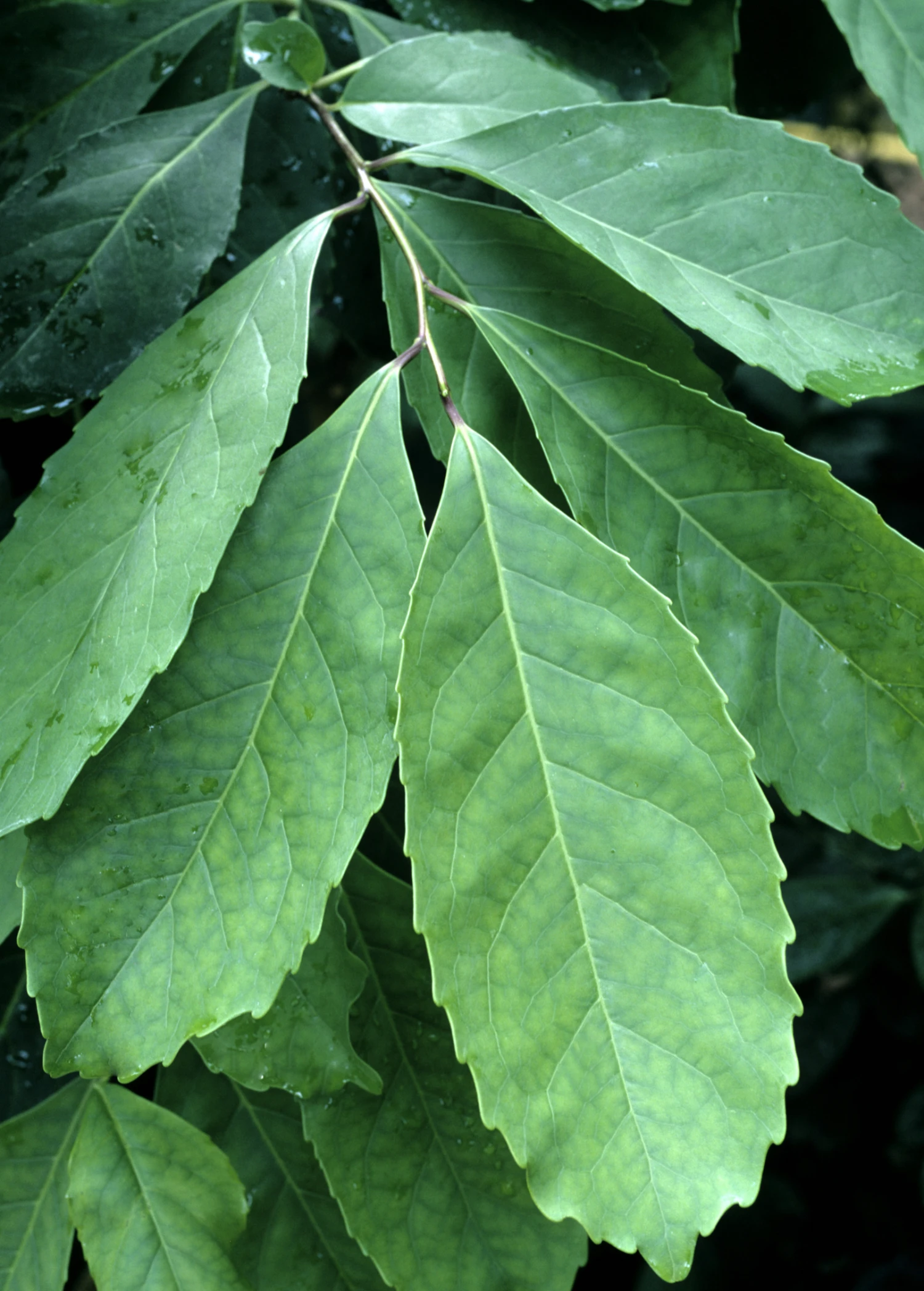 Sow Exotic Yerba Mate (Ilex Paraguariensis) Medicinal & Culinary Herbs 2 Sow Exotic Yerba Mate (Ilex Paraguariensis) Medicinal & Culinary Herbs