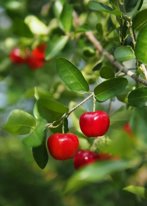 Deals Sow Exotic Store -Deals Sow Exotic Store Red Ripe Acerola Cherry Fruits Hanging on Green leaves. 510x713 1